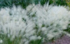 White Cloud Muhly Grass - 3 Gallon Pot -Plant Shop muhlenbergia capillaris white cloud muhly grass 102 1