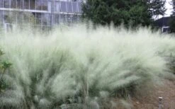 White Cloud Muhly Grass - 1 Gallon Pot 16 White Cloud Muhly Grass - 1 Gallon Pot -Plant Shop muhlenbergia capillaris white cloud muhly grass 103