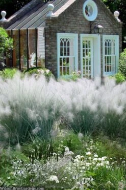 White Cloud Muhly Grass - 3 Gallon Pot -Plant Shop muhlenbergia capillaris white cloud muhly grass 108 1