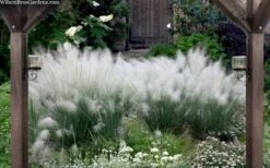 White Cloud Muhly Grass - 1 Gallon Pot 13 White Cloud Muhly Grass - 1 Gallon Pot -Plant Shop muhlenbergia capillaris white cloud muhly grass 109