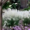 White Cloud Muhly Grass - 1 Gallon Pot -Plant Shop muhlenbergia capillaris white cloud muhly grass 12