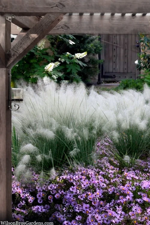 White Cloud Muhly Grass - 1 Gallon Pot 3 White Cloud Muhly Grass - 1 Gallon Pot