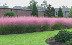 Pink Muhly Grass (Cotton Candy Grass) - 32 Pack Of 1 Gallon Pots -Plant Shop muhly grass pink 70 3