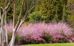 Pink Muhly Grass (Cotton Candy Grass) - 32 Pack Of 1 Gallon Pots -Plant Shop muhly grass pink 76 2