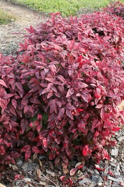 Blush Pink Nandina - 3 Gallon Pot -Plant Shop nandina blush pink 2 500x750 1