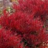 Bonfire Dwarf Nandina (Heavenly Bamboo) - 3 Gallon Pot
