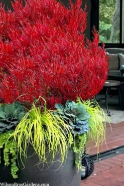 Bonfire Dwarf Nandina (Heavenly Bamboo) - 3 Gallon Pot -Plant Shop nandina bonfire 105