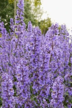 Summer Magic Catmint (Nepeta Grandiflora) - 6 Pack Of 1 Gallon Pots -Plant Shop nepeta grandiflora summer magic catmint 3