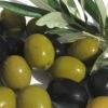 Arbequina Olive Tree - 7 Gallon Pot (4-5') -Plant Shop olive arbequina 5