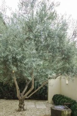 Arbequina Olive Tree - 7 Gallon Pot (4-5') -Plant Shop olive tree arbequina 4
