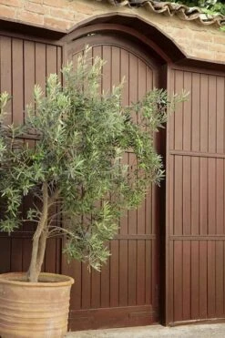Arbequina Olive Tree - 7 Gallon Pot (4-5') -Plant Shop olive tree arbequina 6