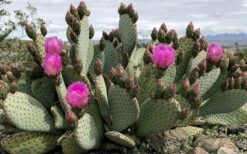 Beavertail Prickly Pear Cactus - 3 Gallon Pot -Plant Shop opuntia basilaris beavertail prickly pear cactus 2
