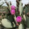 Beavertail Prickly Pear Cactus - 3 Gallon Pot -Plant Shop opuntia basilaris beavertail prickly pear cactus 3
