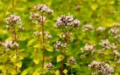 Golden Oregano - 5 Pack Of Pint Pots 13 Golden Oregano - 5 Pack Of Pint Pots -Plant Shop oregano golden 2
