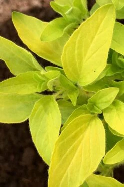Golden Oregano - 5 Pack Of Pint Pots 12 Golden Oregano - 5 Pack Of Pint Pots -Plant Shop oregano golden 6