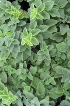 Hot & Spicy Oregano - 6 Pack Of Pint Pots -Plant Shop oregano hot spicey 700x550 1