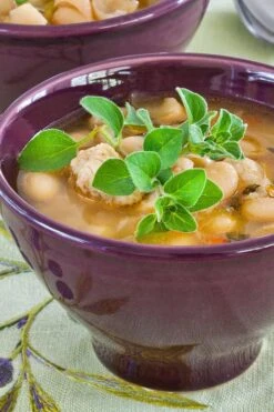 Hot & Spicy Oregano - 6 Pack Of Pint Pots -Plant Shop oreganum hot and spicy oregano 1