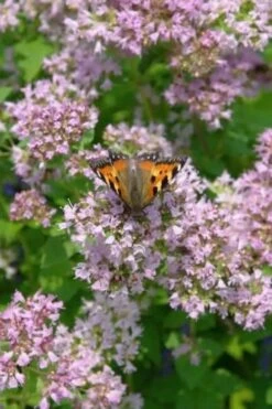Hot & Spicy Oregano - 6 Pack Of Pint Pots -Plant Shop oreganum hot and spicy oregano 7