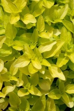 Golden Oregano - 5 Pack Of Pint Pots 11 Golden Oregano - 5 Pack Of Pint Pots -Plant Shop origanum vulgare aurea golden oregano 10