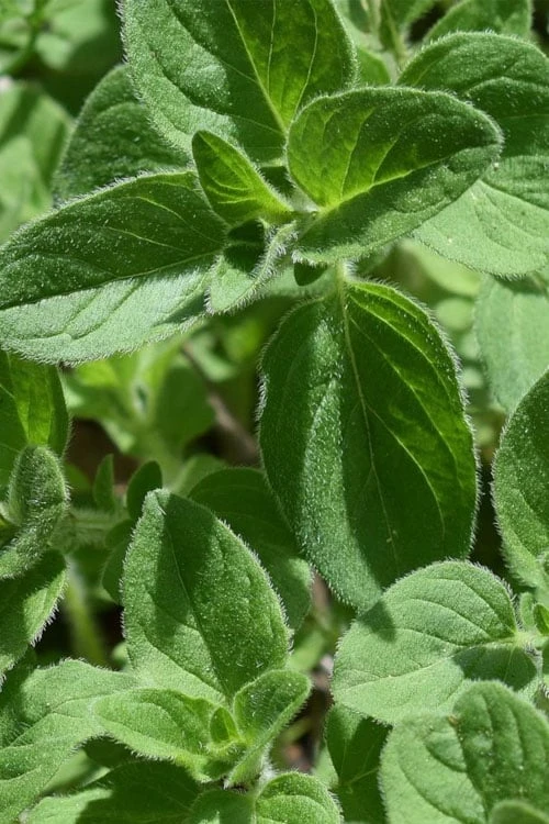 True Greek Oregano - 6 Pack Of Pint Pots 3 True Greek Oregano - 6 Pack Of Pint Pots