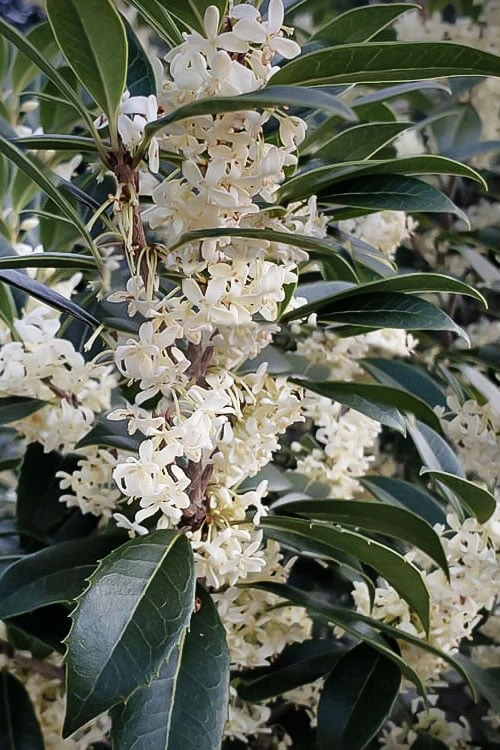 Fortune's Cold Hardy Tea Olive (Fragrant Osmanthus) - 7 Gallon Pot (3-4') 3 Fortune's Cold Hardy Tea Olive (Fragrant Osmanthus) - 7 Gallon Pot (3-4')
