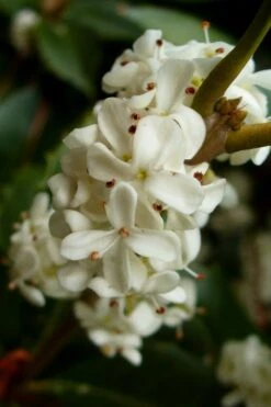 Fortune's Cold Hardy Tea Olive (Fragrant Osmanthus) - 7 Gallon Pot (5-6') -Plant Shop osmanthus fortunei fragrant tea olive 2 4