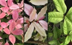 Noble Lady Tea Olive - 7 Gallon Pot (3-4') -Plant Shop osmanthus fragrans quinnan guifei noble lady tea olive 4