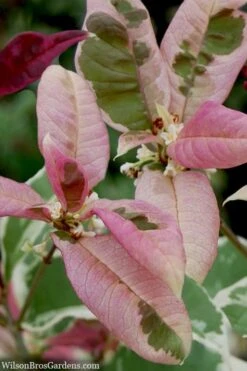 Pink Flush Variegated Tea Olive (Osmanthus Fragrans 'Yinbi Shuanghui') - Quart Pot -Plant Shop osmanthus frangrans yinbi shuangui variegated tea olive 10 4