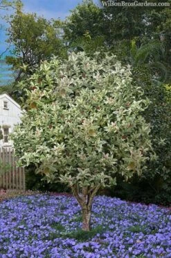 Pink Flush Variegated Tea Olive (Osmanthus Fragrans 'Yinbi Shuanghui') - 2 Gallon Pot -Plant Shop osmanthus frangrans yinbi shuangui variegated tea olive 8