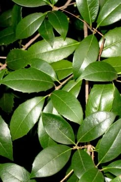 Fruitland's Fortune Tea Olive Single Trunk Tree - 7 Gallon Pot (4-5') 10 Fruitland's Fortune Tea Olive Single Trunk Tree - 7 Gallon Pot (4-5') -Plant Shop osmanthus fruitlands fortune tea olive 1 1