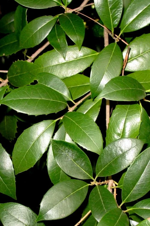 Fruitland's Fortune Tea Olive Single Trunk Tree - 7 Gallon Pot (4-5') 6 Fruitland's Fortune Tea Olive Single Trunk Tree - 7 Gallon Pot (4-5') - Image 5