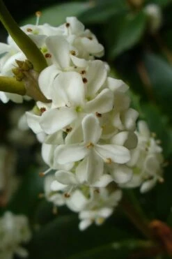 Fruitland's Fortune Tea Olive Single Trunk Tree - 7 Gallon Pot (4-5') 9 Fruitland's Fortune Tea Olive Single Trunk Tree - 7 Gallon Pot (4-5') -Plant Shop osmanthus fruitlands fortune tea olive 3 1