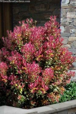 Party Lights Pink Flush Tea Olive - Osmanthus Heterophyllus - 3 Gallon Pot