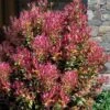 Party Lights Pink Flush Tea Olive - Osmanthus Heterophyllus - 2 Gallon Pot 2 Party Lights Pink Flush Tea Olive - Osmanthus Heterophyllus - 2 Gallon Pot -Plant Shop osmanthus heterophyllus party lights tea olive 102 2