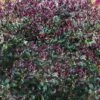 Purple Leaf Tea Olive (Osmanthus Heterophyllus 'Purpurea') - 2 Gallon Pot