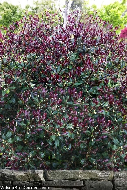 Purple Leaf Tea Olive (Osmanthus Heterophyllus 'Purpurea') - 2 Gallon Pot 3 Purple Leaf Tea Olive (Osmanthus Heterophyllus 'Purpurea') - 2 Gallon Pot