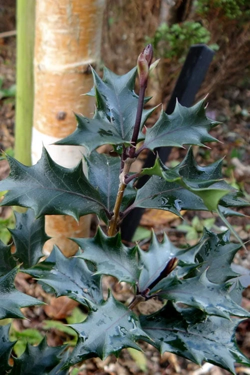 Purple Leaf Tea Olive (Osmanthus Heterophyllus 'Purpurea') - 2 Gallon Pot 8 Purple Leaf Tea Olive (Osmanthus Heterophyllus 'Purpurea') - 2 Gallon Pot - Image 6
