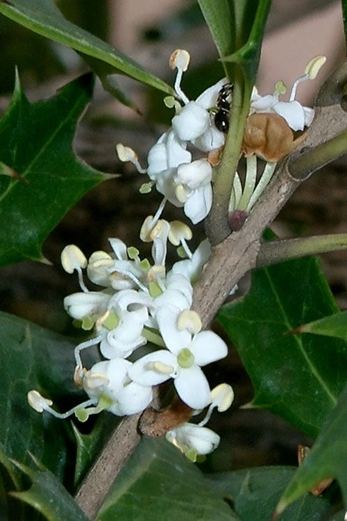 Purple Leaf Tea Olive (Osmanthus Heterophyllus 'Purpurea') - 2 Gallon Pot 9 Purple Leaf Tea Olive (Osmanthus Heterophyllus 'Purpurea') - 2 Gallon Pot - Image 7
