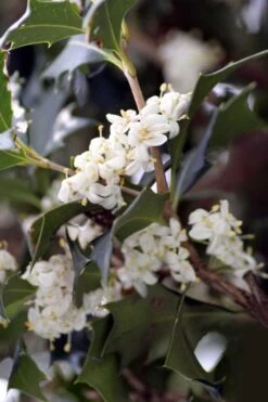 Purple Leaf Tea Olive (Osmanthus Heterophyllus 'Purpurea') - 2 Gallon Pot 13 Purple Leaf Tea Olive (Osmanthus Heterophyllus 'Purpurea') - 2 Gallon Pot -Plant Shop osmanthus heterophyllus purpurea purple leaf tea olive 9