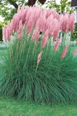 Pink Pampas Grass - 6 Pack Of 1 Gallon Pots -Plant Shop pampas grass pink 5