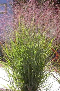 Tall Switch Grass (Panicum Virgatum) - 1 Gallon Pot -Plant Shop panicum virgatum switch grass 2
