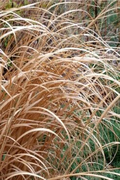 Tall Switch Grass (Panicum Virgatum) - 1 Gallon Pot -Plant Shop panicum virgatum switch grass 3