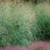 Tall Switch Grass (Panicum Virgatum) - 1 Gallon Pot -Plant Shop panicum virgatum switch grass 4