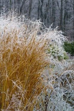 Tall Switch Grass (Panicum Virgatum) - 1 Gallon Pot -Plant Shop panicum virgatum switch grass 6