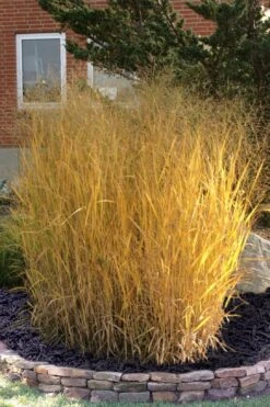 Tall Switch Grass (Panicum Virgatum) - 1 Gallon Pot -Plant Shop panicum virgatum tall switch grass 10