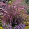 Purple Fountain Grass (Pennisetum Rubrum) - 1 Gallon Pot -Plant Shop pennisetum rubrum purple fountain grass 103 2