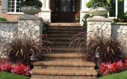 Purple Fountain Grass (Pennisetum Rubrum) - 1 Gallon Pot -Plant Shop pennisetum rubrum purple fountain grass 104 2