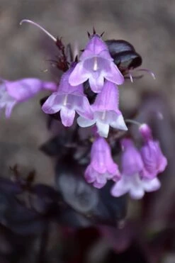 Midnight Masquerade Penstemon (Beardtongue) - 1 Gallon Pot 11 Midnight Masquerade Penstemon (Beardtongue) - 1 Gallon Pot -Plant Shop penstemon midnight masquerade 1
