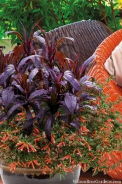 Midnight Masquerade Penstemon (Beardtongue) - 1 Gallon Pot 12 Midnight Masquerade Penstemon (Beardtongue) - 1 Gallon Pot -Plant Shop penstemon midnight masquerade 4