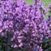 Midnight Masquerade Penstemon (Beardtongue) - 1 Gallon Pot -Plant Shop penstemon midnight masquerade 6